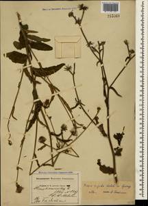 Picris hieracioides subsp. hieracioides, Crimea (KRYM) (Russia)
