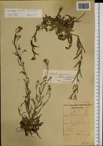 Crucihimalaya mollissima (C. A. Mey.) Al-Shehbaz, O'Kane & R. A. Price, Siberia, Yakutia (S5) (Russia)