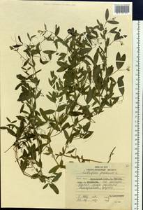 Lathyrus pratensis L., Siberia, Russian Far East (S6) (Russia)