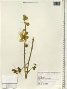 Alcea kurdica var. laxiflora (I. Riedl) Pakravan, South Asia, South Asia (Asia outside ex-Soviet states and Mongolia) (ASIA) (Iran)