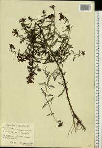 Pedicularis palustris L., Eastern Europe, Eastern region (E10) (Russia)