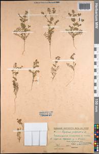 Lepidium perfoliatum L., Middle Asia, Northern & Central Kazakhstan (M10) (Kazakhstan)