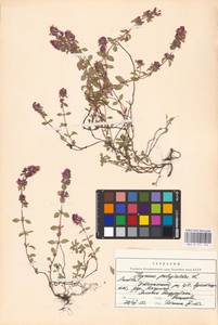 MHA 0 157 522, Thymus pulegioides L., Eastern Europe, Lithuania (E2a) (Lithuania)