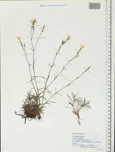 Dianthus arenarius, Eastern Europe, Central region (E4) (Russia)