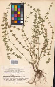 MHA 0 156 519, Clinopodium acinos (L.) Kuntze, Eastern Europe, Central region (E4) (Russia)