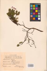 Phyllodoce caerulea (L.) Bab., Eastern Europe, Northern region (E1) (Russia)