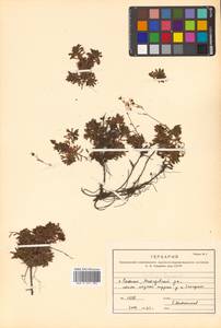Saxifraga cherlerioides D. Don, Siberia, Russian Far East (S6) (Russia)