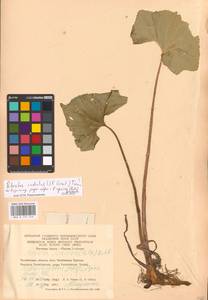 Petasites radiatus (J. F. Gmel.) J. Toman, Eastern Europe, Eastern region (E10) (Russia)