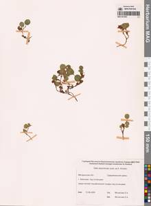 Salix darpirensis Jurtz. & A. Khokhr., Siberia, Chukotka & Kamchatka (S7) (Russia)