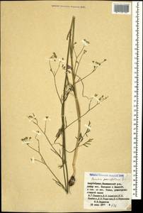 Bunium paucifolium DC., Caucasus, Azerbaijan (K6) (Azerbaijan)