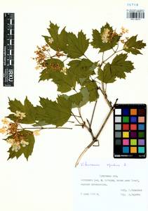 Viburnum opulus L., Siberia, Baikal & Transbaikal region (S4) (Russia)