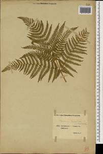 Pteridium aquilinum subsp. aquilinum, Caucasus, Georgia (K4) (Georgia)