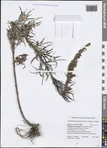 Artemisia mongolica (Fisch. ex Besser) Nakai, Siberia, Baikal & Transbaikal region (S4) (Russia)