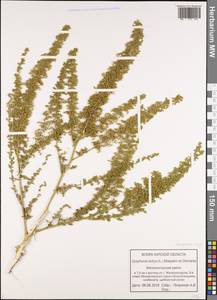 Dysphania botrys (L.) Mosyakin & Clemants, Eastern Europe, Central forest-and-steppe region (E6) (Russia)