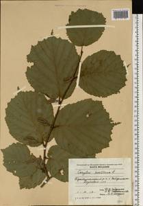 Corylus avellana L., Eastern Europe, Moldova (E13a) (Moldova)
