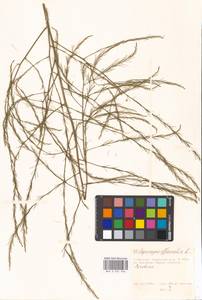 Asparagus officinalis L., Eastern Europe, Moscow region (E4a) (Russia)