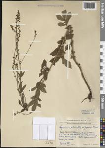 Agrimonia pilosa Ledeb., South Asia, South Asia (Asia outside ex-Soviet states and Mongolia) (ASIA) (China)