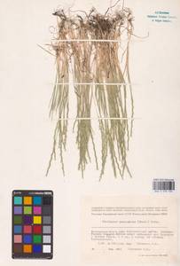 Pholiurus pannonicus (Host) Trin., Eastern Europe, Lower Volga region (E9) (Russia)