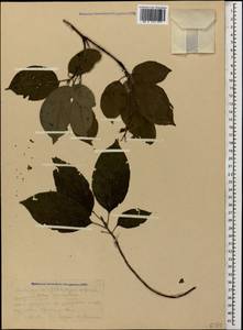 Cornus sanguinea subsp. australis (C.A.Mey.) Jáv., Caucasus, Abkhazia (K4a) (Abkhazia)