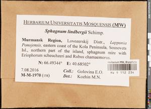Sphagnum lindbergii Schimp., Bryophytes, Bryophytes - Karelia, Leningrad & Murmansk Oblasts (B4) (Russia)