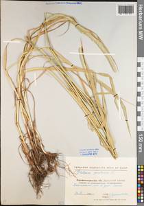 Phleum pratense L., Eastern Europe, North Ukrainian region (E11) (Ukraine)
