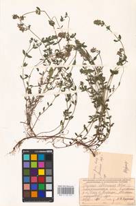 MHA 0 156 835, Thymus roegneri K.Koch, Eastern Europe, West Ukrainian region (E13) (Ukraine)