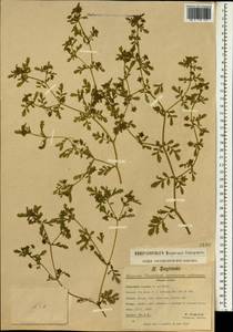 Potentilla supina L., South Asia, South Asia (Asia outside ex-Soviet states and Mongolia) (ASIA) (Turkey)