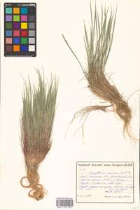 Corynephorus canescens (L.) P.Beauv., Eastern Europe, Belarus (E3a) (Belarus)