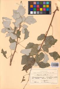 Populus alba L., Eastern Europe, Lower Volga region (E9) (Russia)