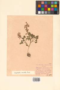 Corydalis fumariifolia Maxim., Siberia, Russian Far East (S6) (Russia)