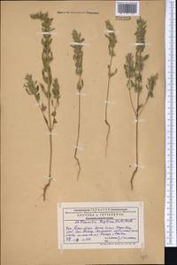 Lallemantia royleana (Benth.) Benth., Middle Asia, Western Tian Shan & Karatau (M3) (Kazakhstan)