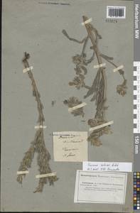 Onosma setosa Ledeb., Middle Asia, Caspian Ustyurt & Northern Aralia (M8) (Kazakhstan)