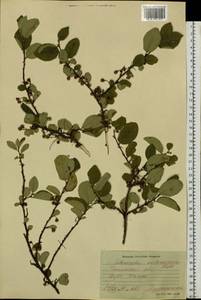 Cotoneaster melanocarpus G. Lodd., Siberia, Baikal & Transbaikal region (S4) (Russia)