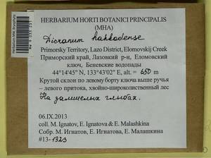 Dicranum viride var. hakkodense (Cardot) Takaki, Bryophytes, Bryophytes - Russian Far East (excl. Chukotka & Kamchatka) (B20) (Russia)