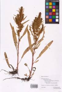 Rumex maritimus L., Eastern Europe, North-Western region (E2) (Russia)