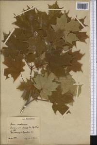 Acer saccharum, America (AMER) (Russia)