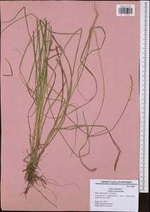 Carex elongata L., Eastern Europe, Central region (E4) (Russia)