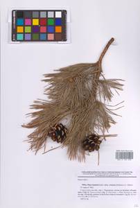 Pinus sylvestris L., Eastern Europe, Lower Volga region (E9) (Russia)