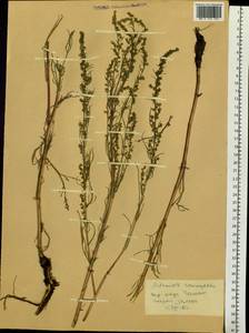 Artemisia pubescens Ledeb., Siberia, Altai & Sayany Mountains (S2) (Russia)