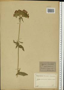 Silene chalcedonica (L.) E. H. L. Krause, Eastern Europe, Central forest-and-steppe region (E6) (Russia)