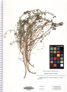 Astragalus varius S.G.Gmel., Eastern Europe, Eastern region (E10) (Russia)