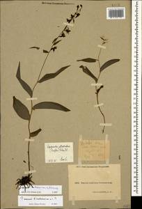 Epipactis helleborine (L.) Crantz, Caucasus, Krasnodar Krai & Adygea (K1a) (Russia)