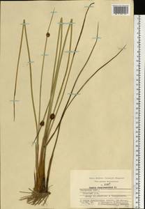 Juncus conglomeratus L., Eastern Europe, Central region (E4) (Russia)