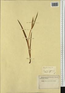 Iris graminea L., Western Europe (EUR) (Not classified)