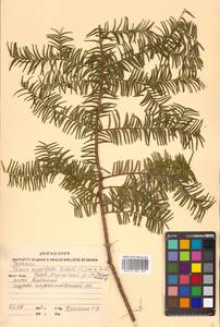 Taxus cuspidata Siebold & Zucc., Siberia, Russian Far East (S6) (Russia)