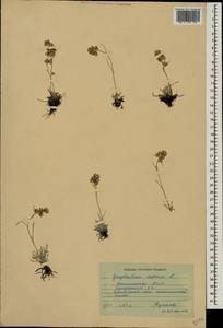 Omalotheca supina (L.) DC., Caucasus, Dagestan (K2) (Russia)