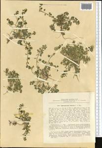 Eutrema altaicum (C.A. Mey.) Al-Shehbaz & S.I. Warwick, Middle Asia, Dzungarian Alatau & Tarbagatai (M5) (Kazakhstan)