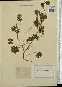 Geranium collinum Stephan ex Willd., Crimea (KRYM) (Russia)