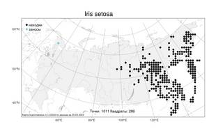 Iris setosa Pall. ex Link, Atlas of the Russian Flora (FLORUS) (Russia)