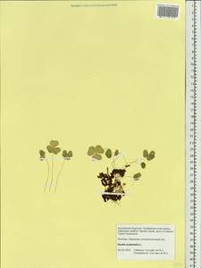 Oxalis acetosella L., Siberia, Baikal & Transbaikal region (S4) (Russia)